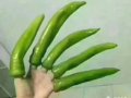 �ʱҿ���ҵ�ġ�Ԯ��������·��/��ЩͶ���˺�ƽ̨�������١����ȡ�һ��